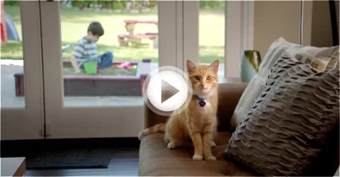 Fellowship for Animals shelter campus